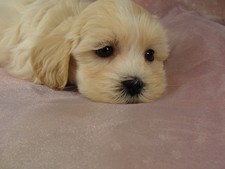 Male Lhasa Bichon (Lachon) puppy for sale #9 Born September 15, 2011
